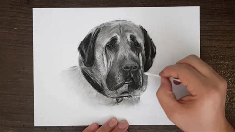 kara kalemle hayvan çizimleri